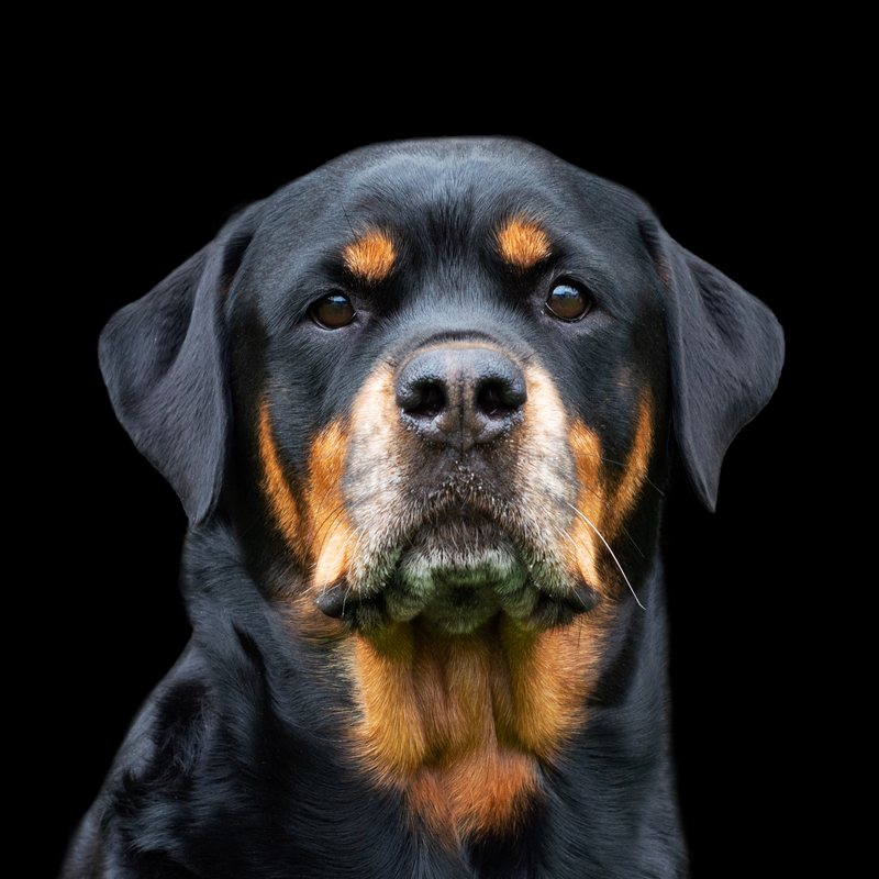 De originele foto van de Rottweiler